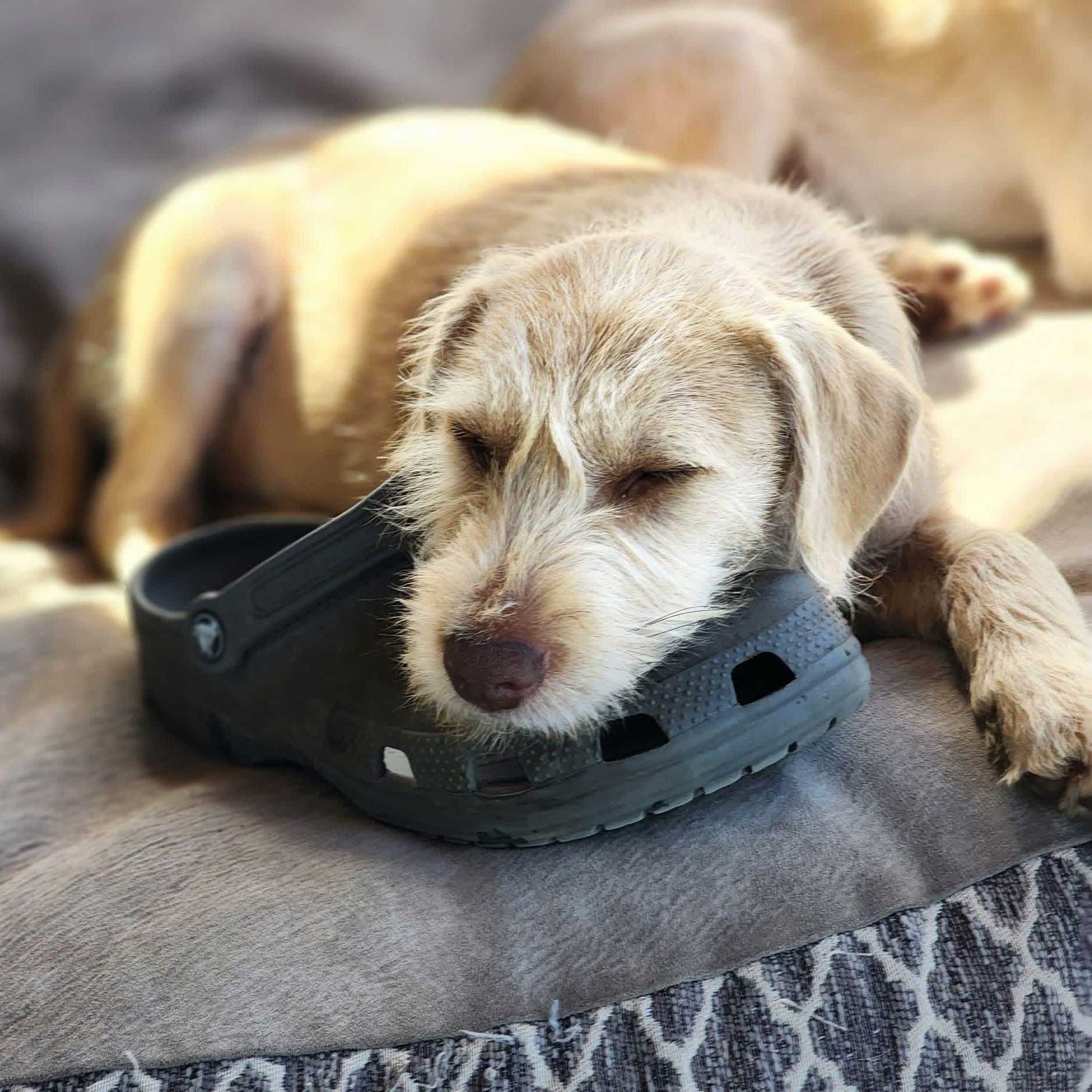 Patti, an adopted Schnauzer in Kent, WA image 2/6