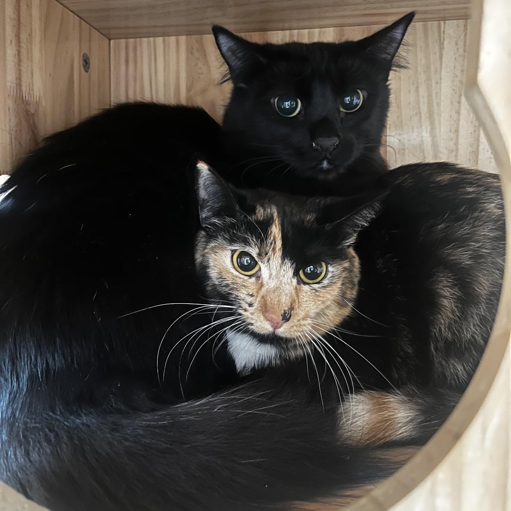 Jackie, Adoptable, Young Female Domestic Medium Hair.