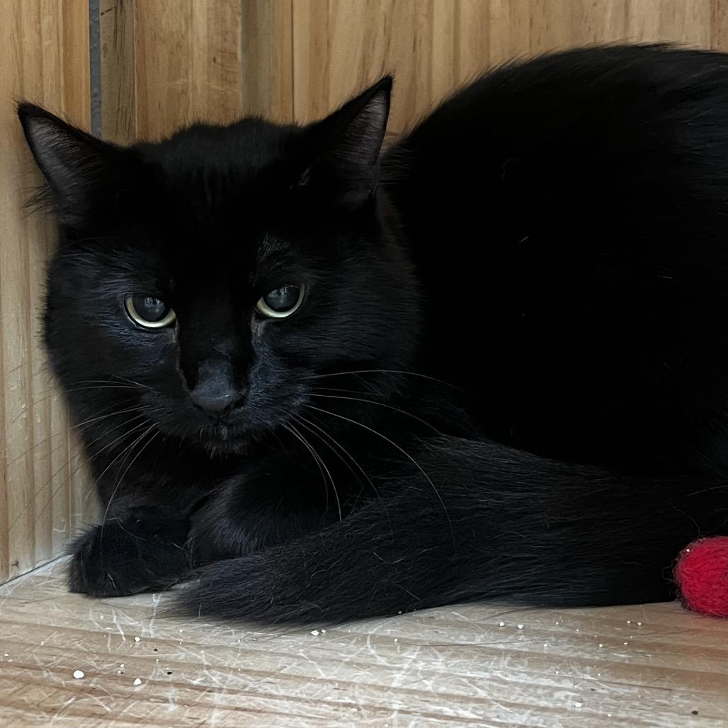 Enlarge Jackie, a Adoptable Domestic Medium Hair in Yucca Valley, CA image 2/2