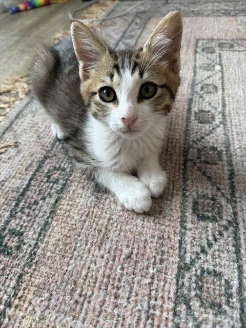 Disco-CH kitten, Adopted, Kitten Male Tabby & Domestic Short Hair.