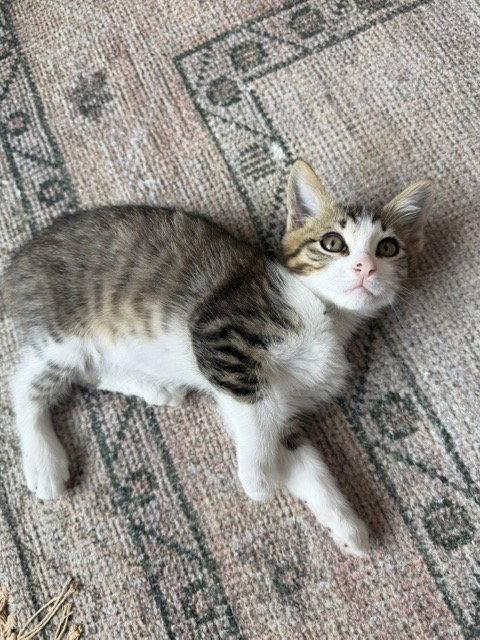 Disco-CH kitten, a Adopted mixed breed in Laguna Niguel, CA image 2/3