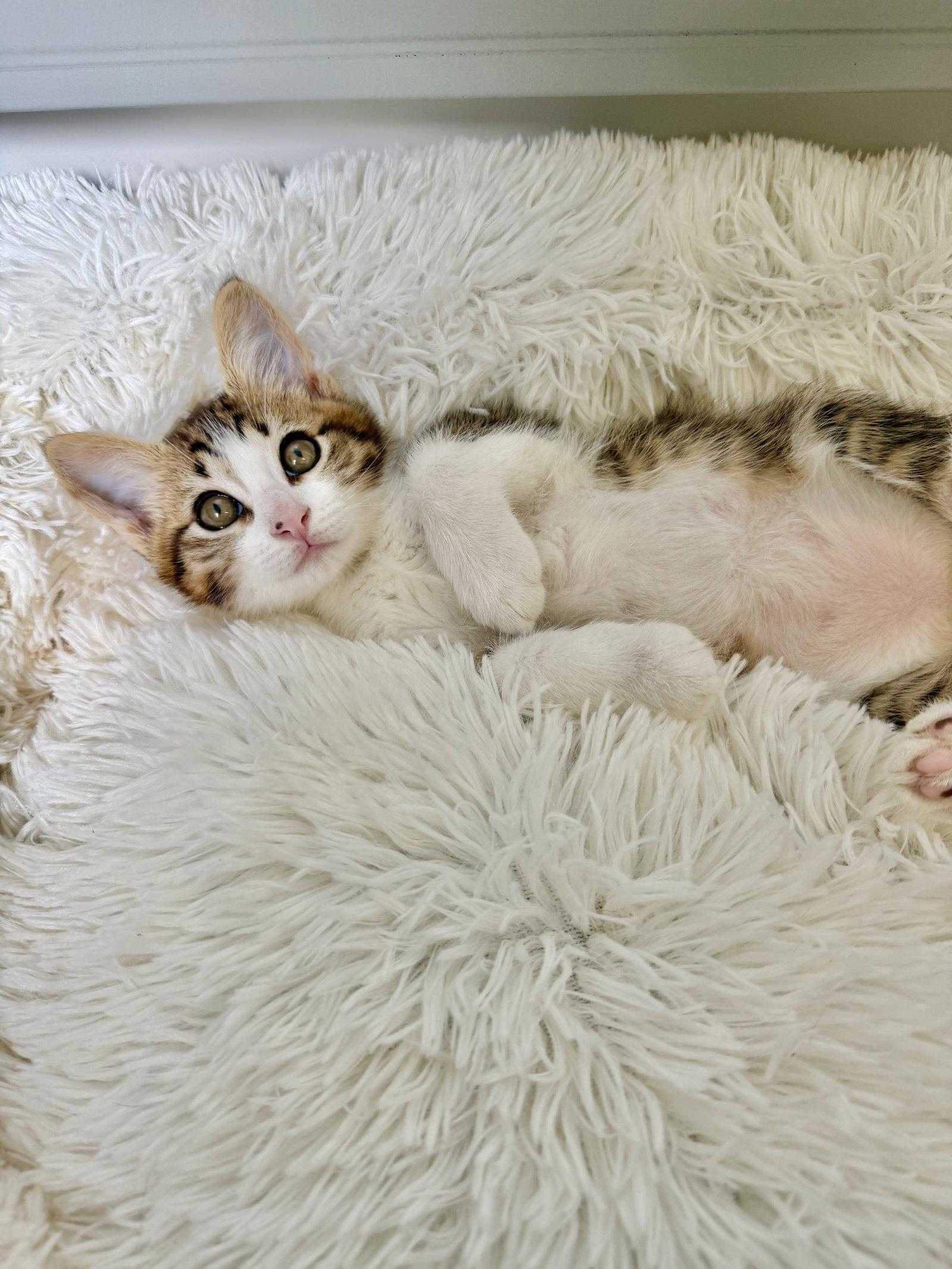 Disco-CH kitten, a Adopted mixed breed in Laguna Niguel, CA image 3/3
