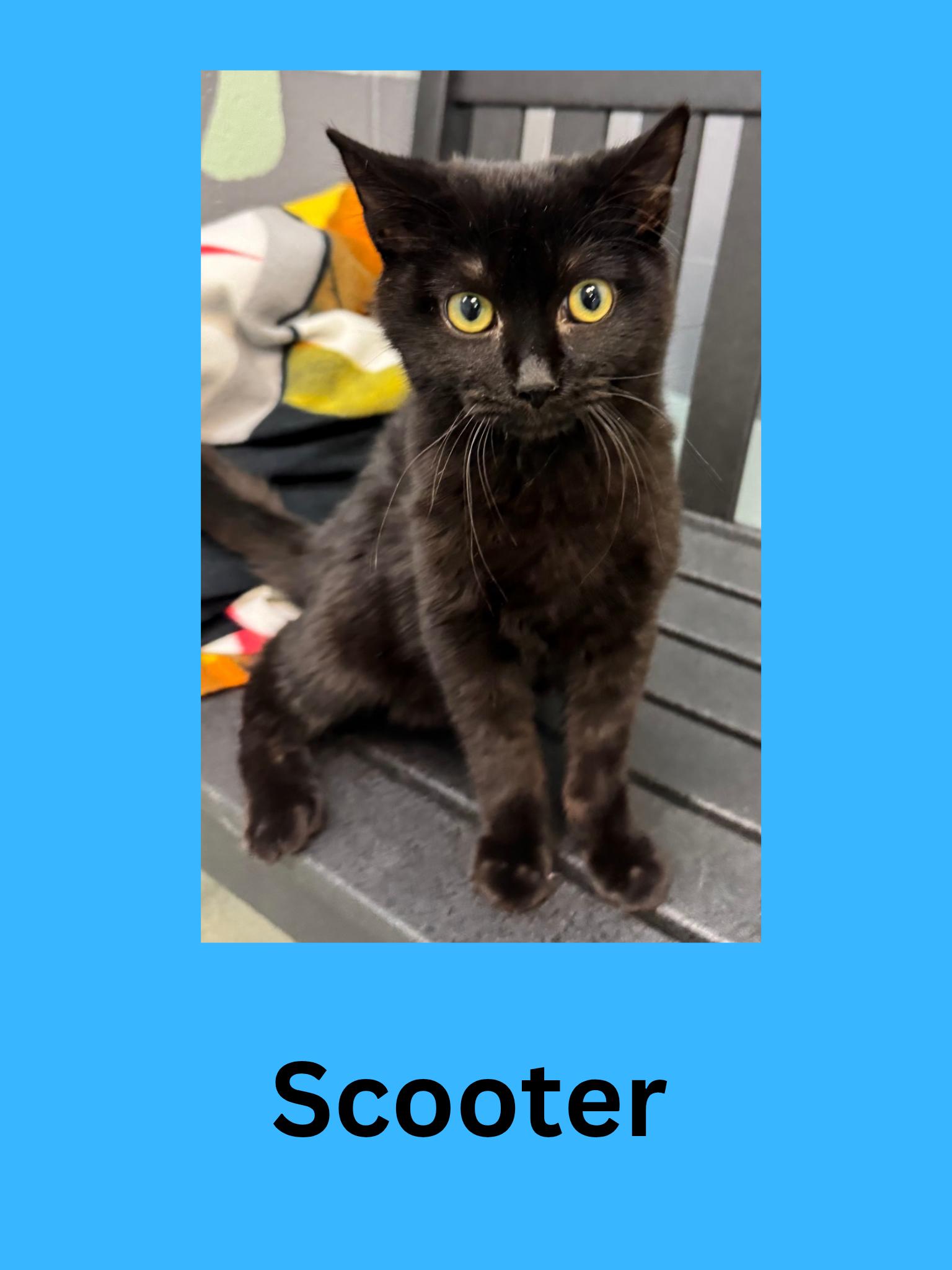 Scooter, adopted, Kitten Male Domestic Short Hair.