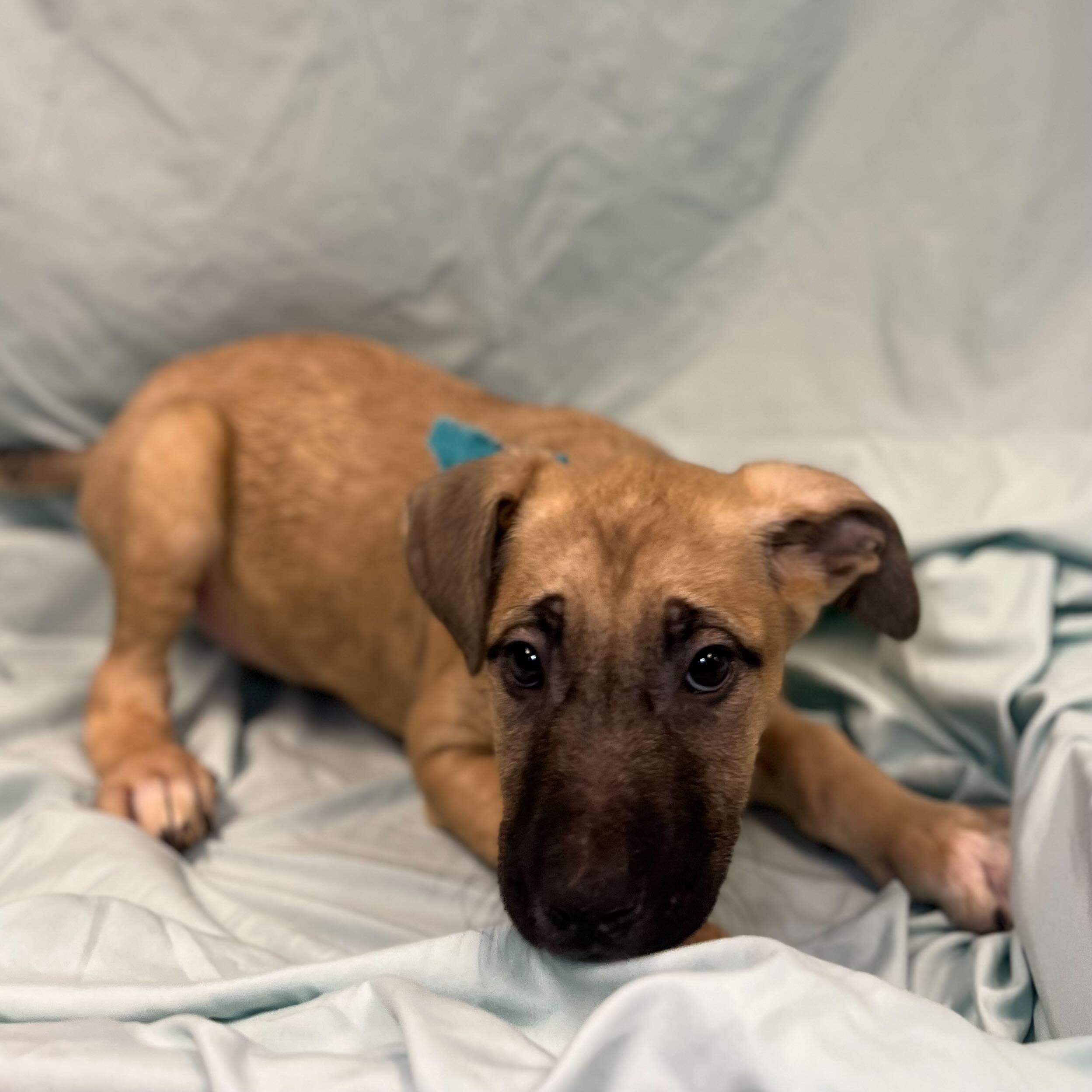 Aurora, a other Mixed Breed in Canal Winchester, OH image 1/2