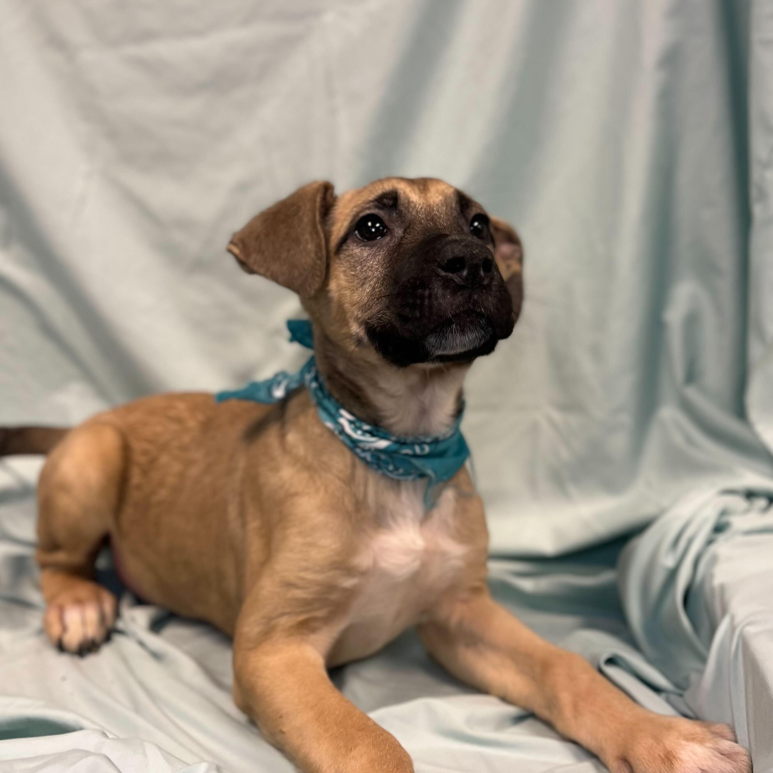 Aurora, a other Mixed Breed in Canal Winchester, OH image 2/2