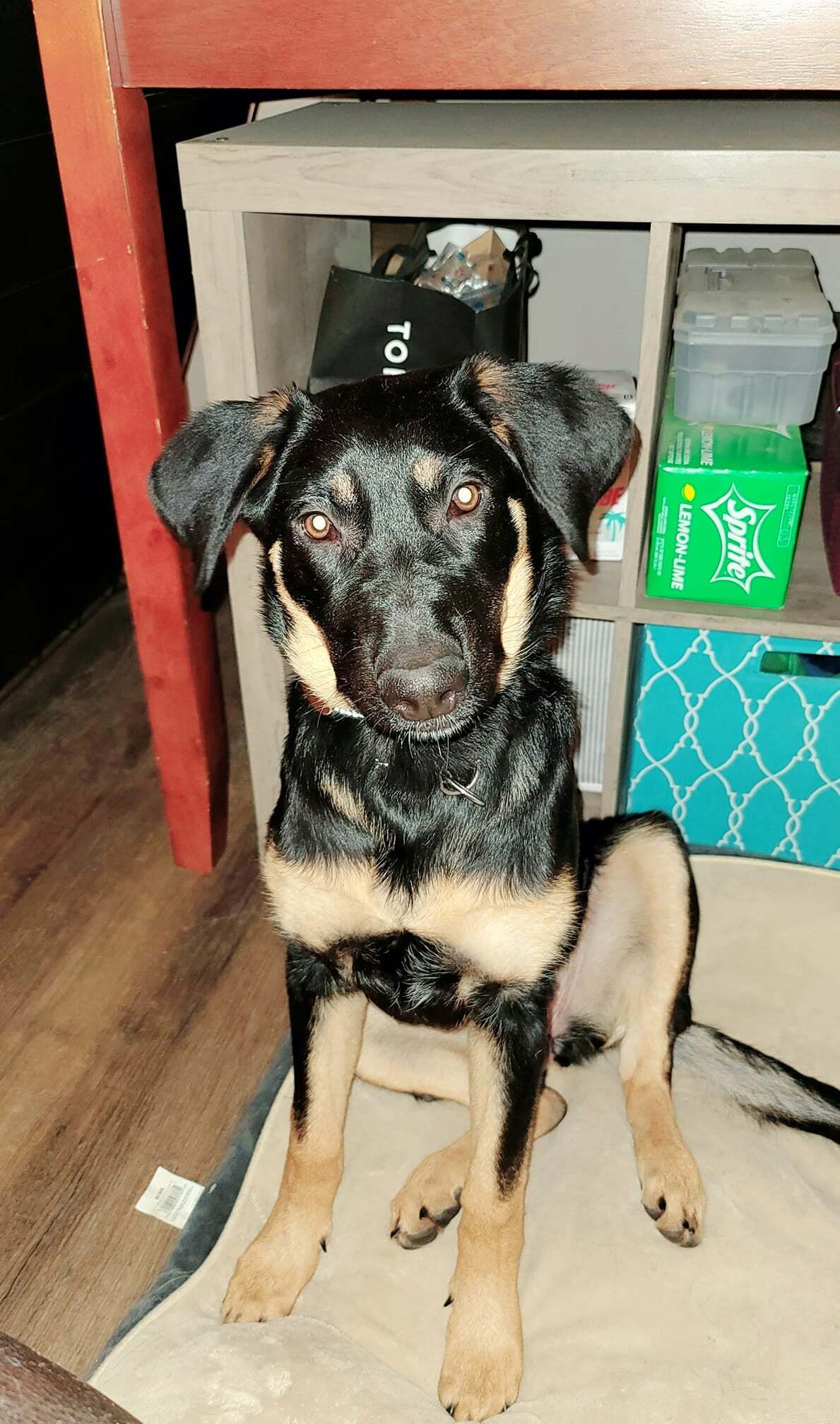Pepper-FOSTER NEEDED, Baby Female unknown