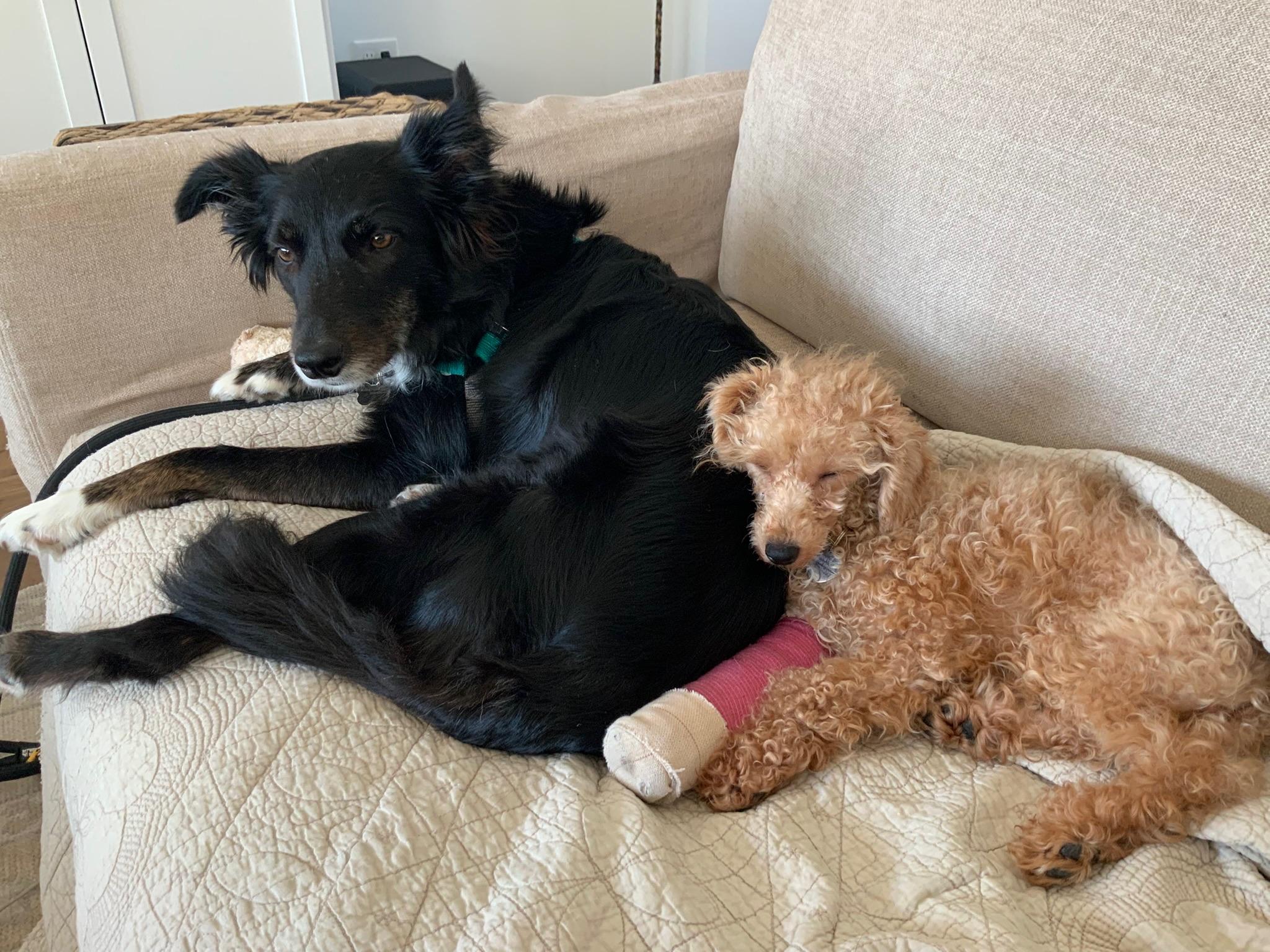 Enlarge Lilah, a ADOPTABLE Border Collie in Driftwood, TX image 5/6