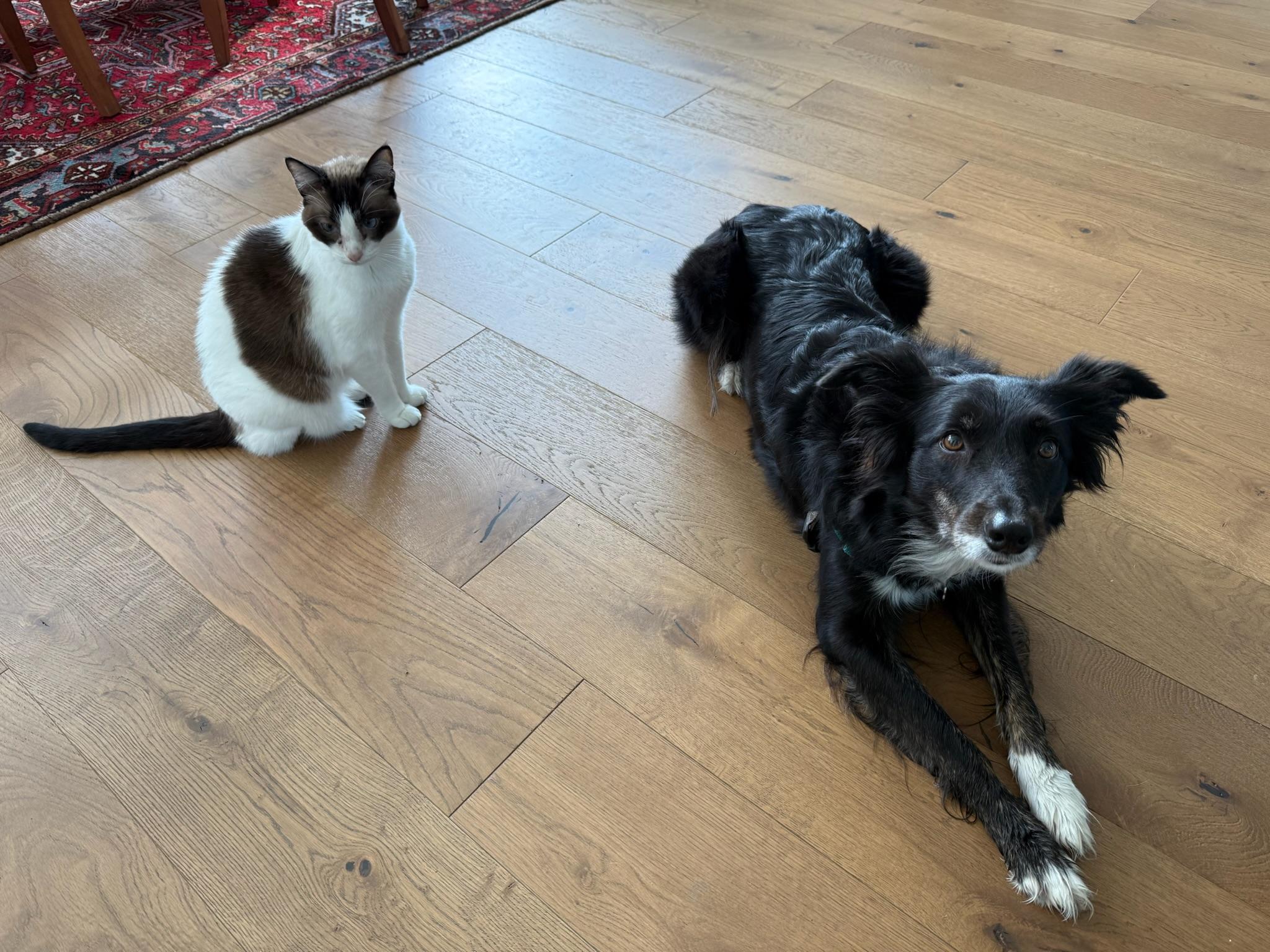 Enlarge Lilah, a ADOPTABLE Border Collie in Driftwood, TX image 6/6