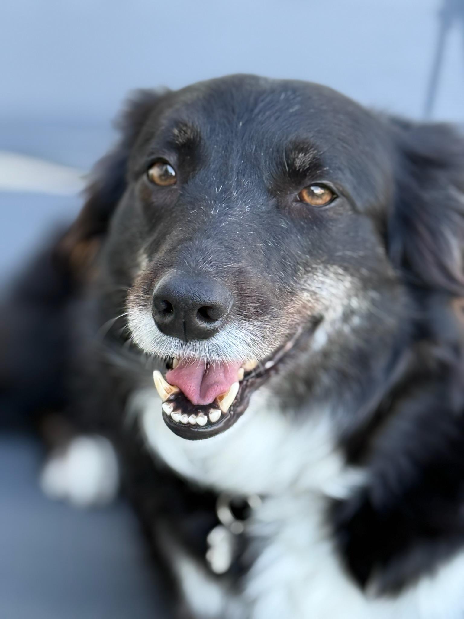 Enlarge Lilah, a ADOPTABLE Border Collie in Driftwood, TX image 3/6