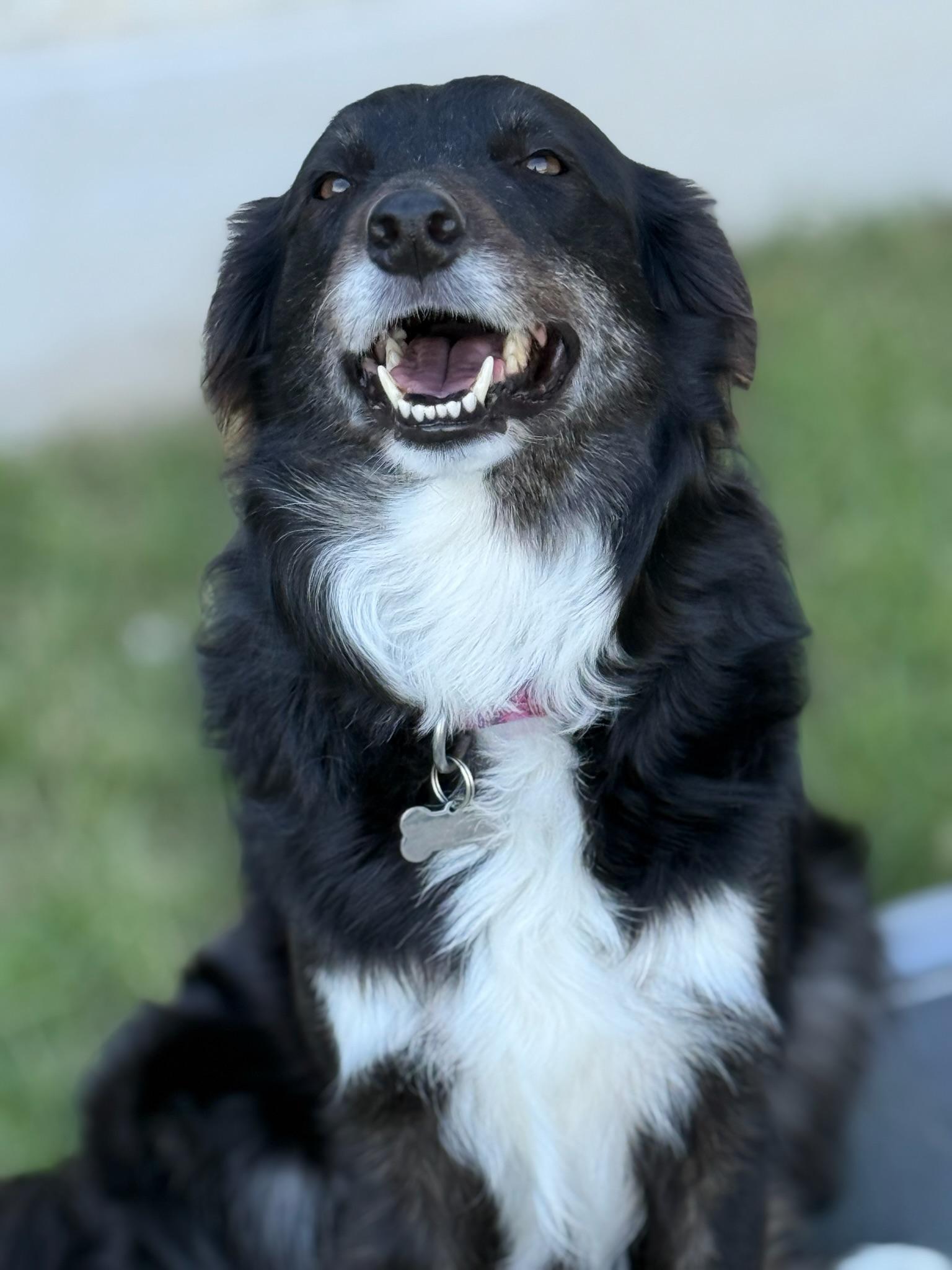 Enlarge Lilah, a ADOPTABLE Border Collie in Driftwood, TX image 4/6