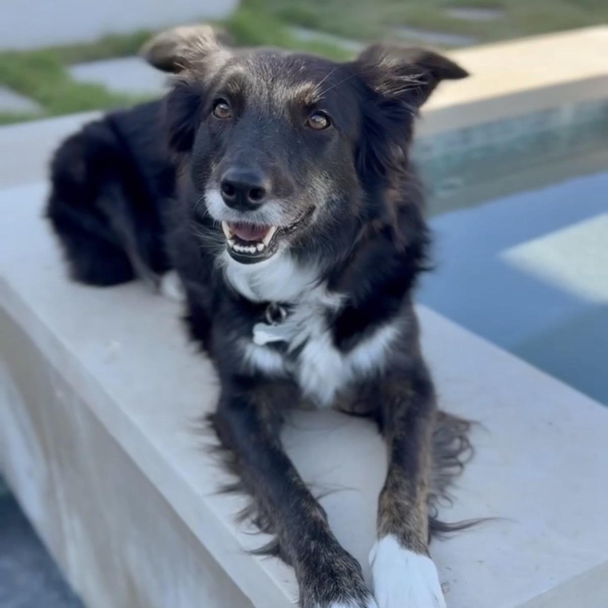Lilah, ADOPTABLE, Adult Female Border Collie.