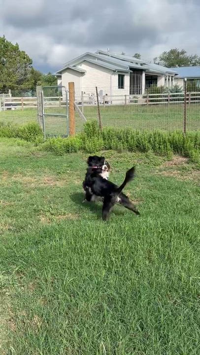 Enlarge Lilah, a ADOPTABLE Border Collie in Driftwood, TX video 2/6