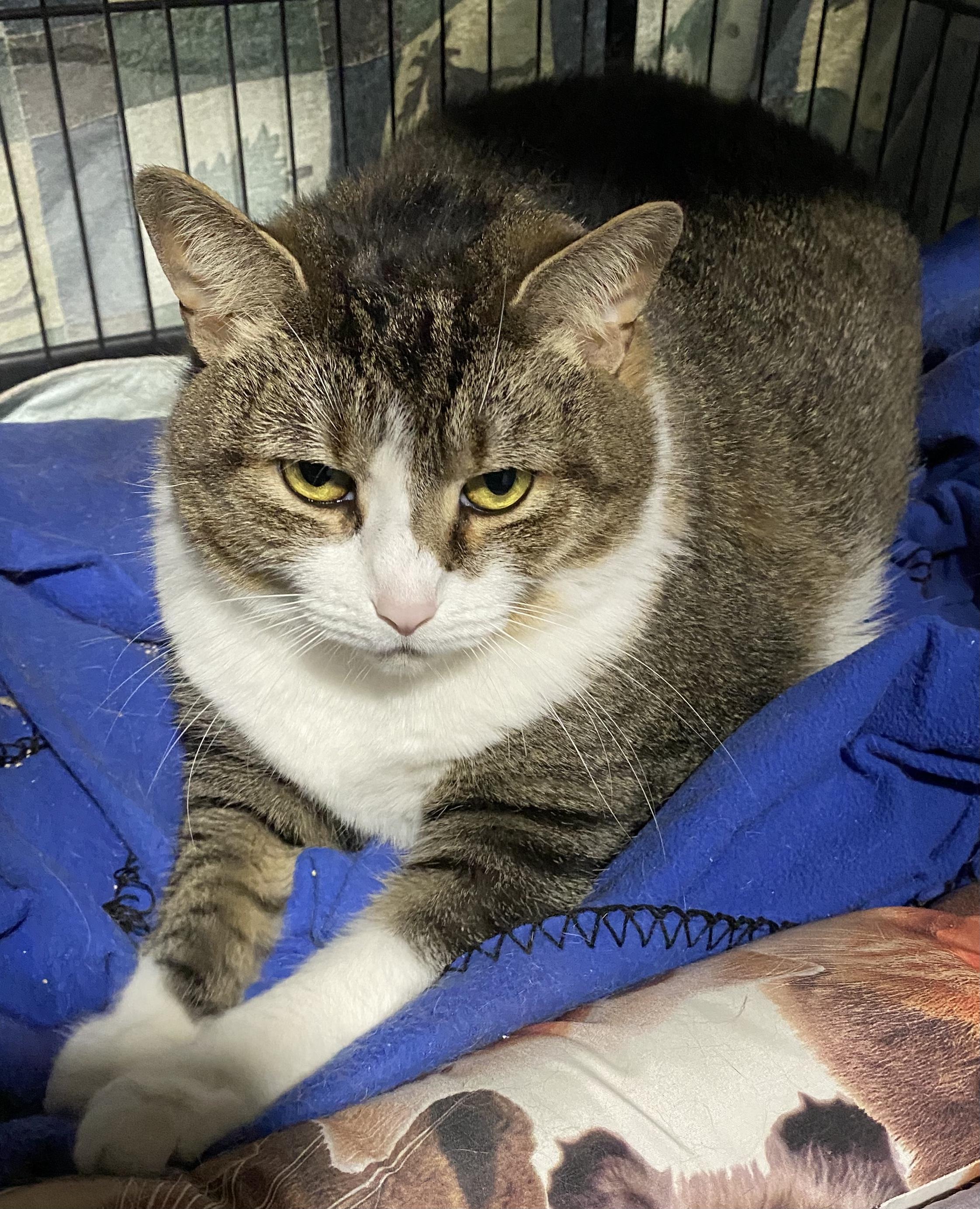 Joliet, a Adoptable Domestic Short Hair in Lemoyne, PA image 5/6