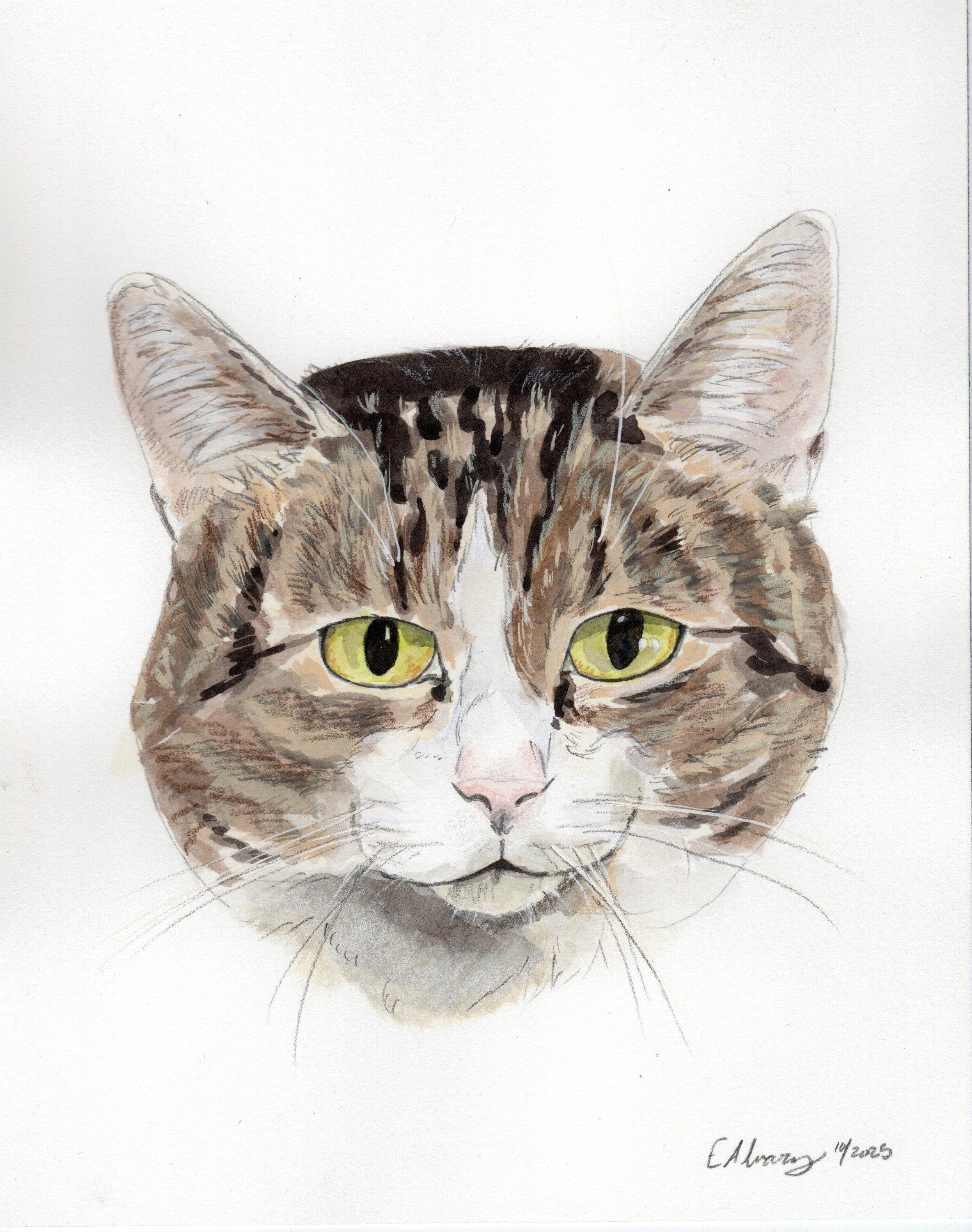 Joliet, a Adoptable Domestic Short Hair in Lemoyne, PA image 1/6