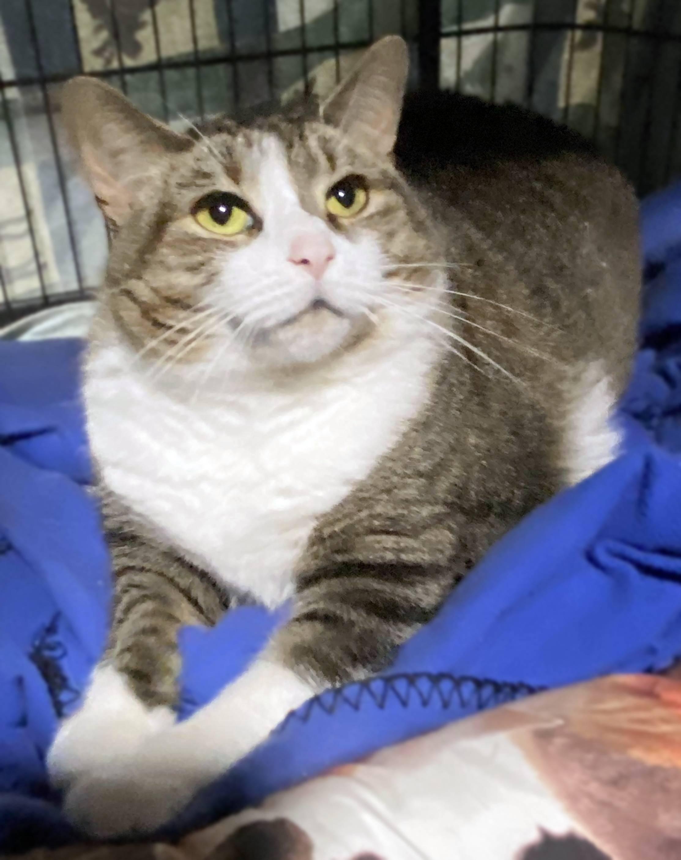 Joliet, a Adoptable Domestic Short Hair in Lemoyne, PA image 2/5