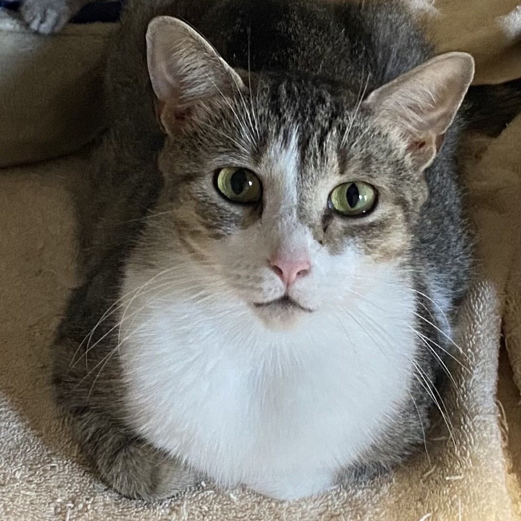 Joliet, a Adoptable Domestic Short Hair in Lemoyne, PA image 2/6