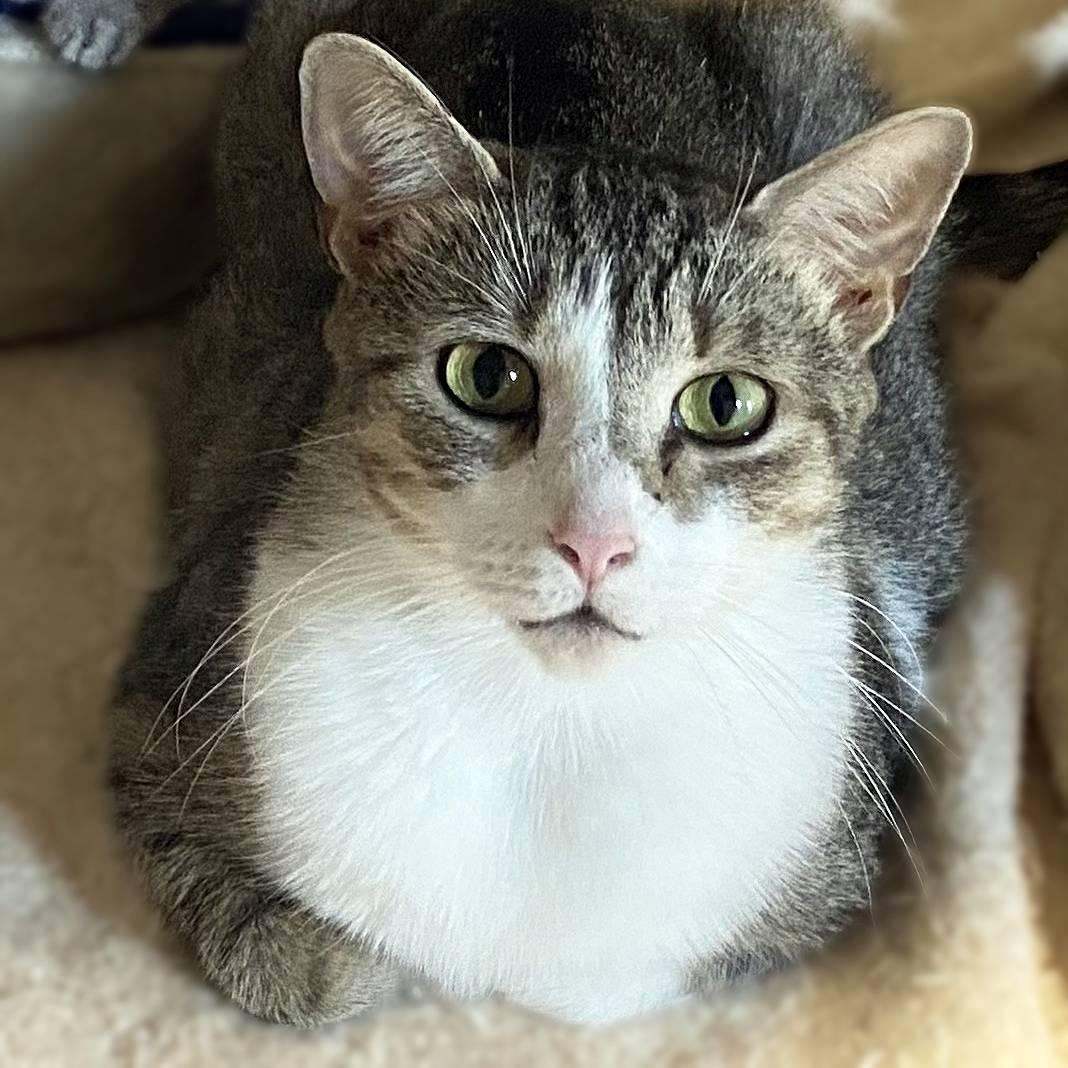Joliet, Adoptable, Young Female Domestic Short Hair.