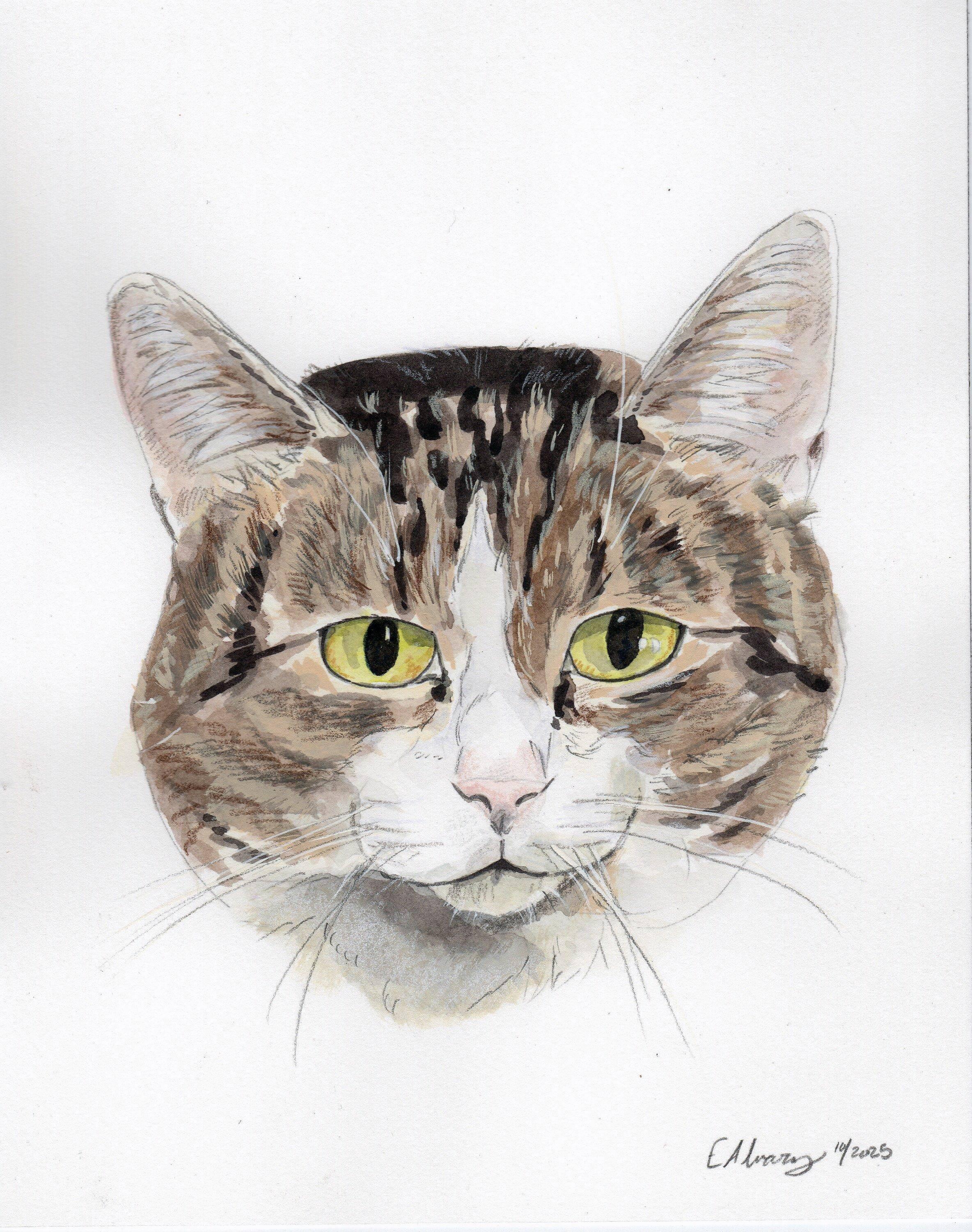 Joliet, a Adoptable Domestic Short Hair in Lemoyne, PA image 3/5
