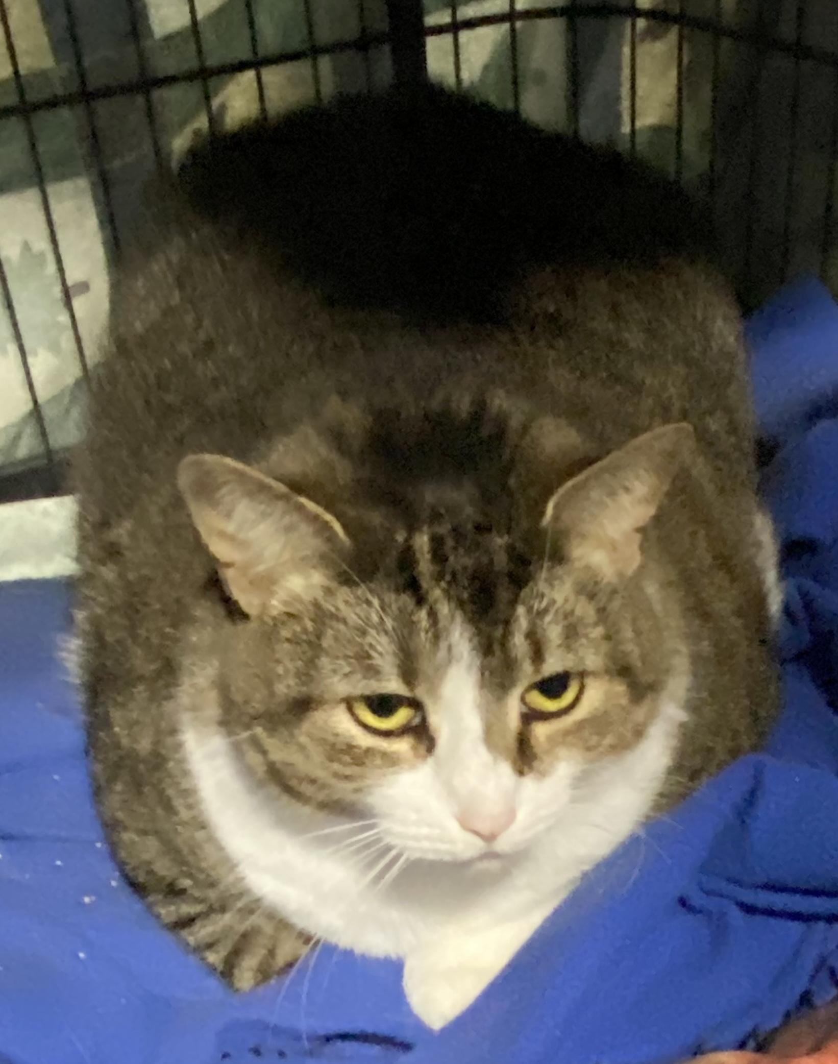 Joliet, a Adoptable Domestic Short Hair in Lemoyne, PA image 6/6