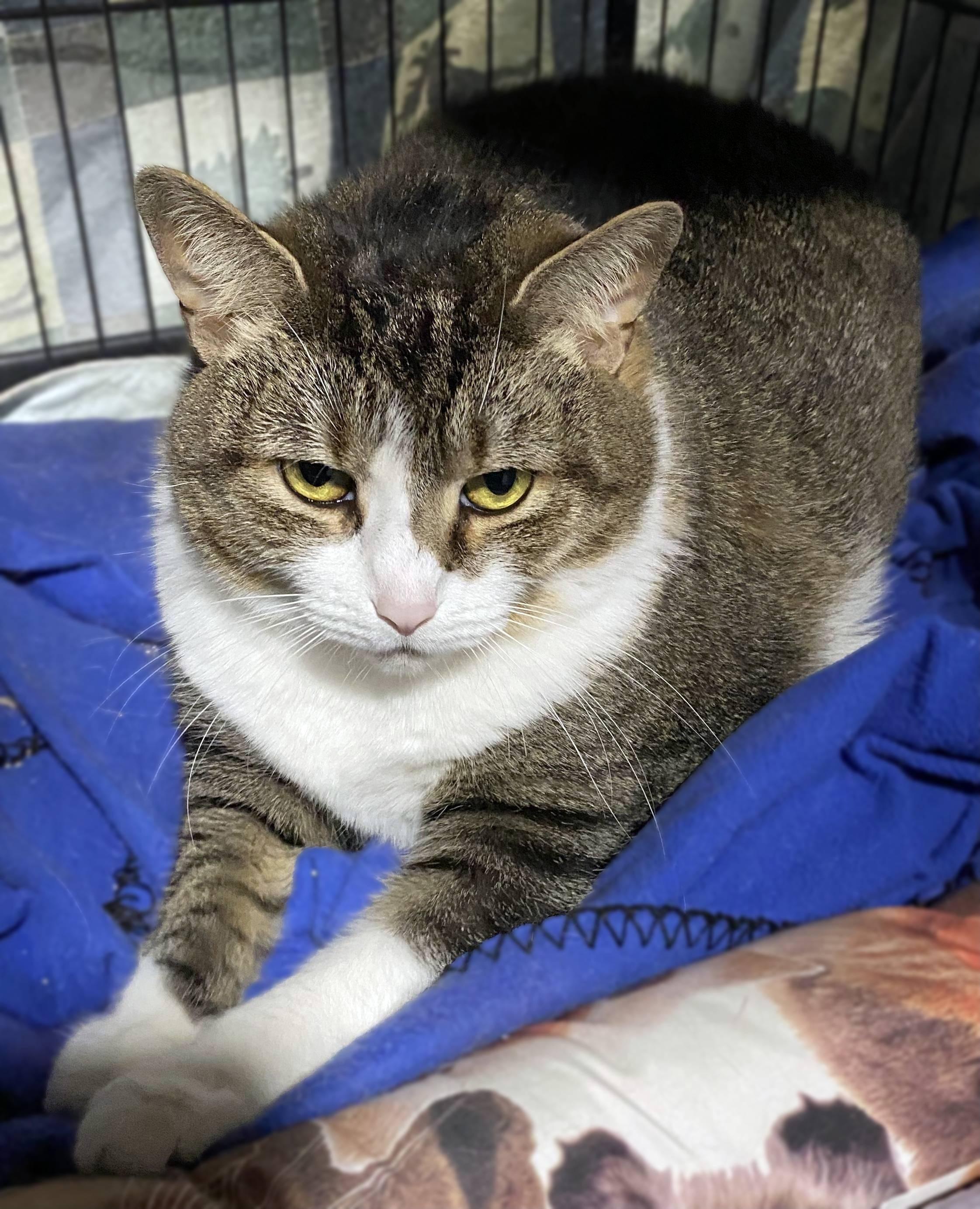 Joliet, a Adoptable Domestic Short Hair in Lemoyne, PA image 4/5