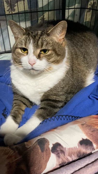 Enlarge Joliet, a Adoptable Domestic Short Hair in Lemoyne, PA video 4/6