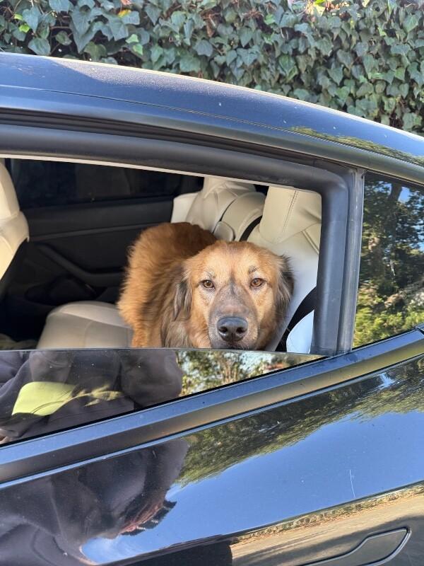 Sister, Adoptable, Adult Female Golden Retriever & Shepherd.