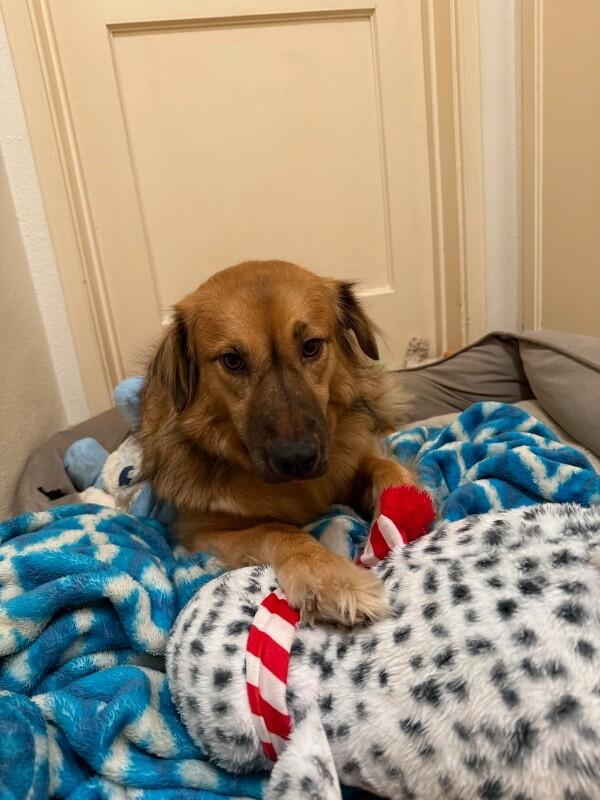 Enlarge Sister, a Adoptable mixed breed in Van Nuys, CA image 2/6