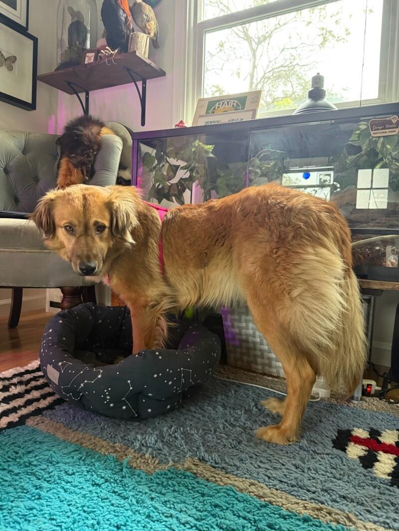 Sister, Adoptable, Adult Female Golden Retriever & Shepherd.