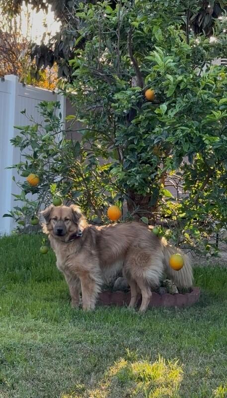 Enlarge Sister, a Adoptable mixed breed in Van Nuys, CA image 4/6