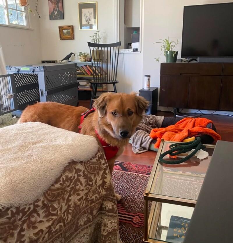 Sister, a Adoptable mixed breed in Van Nuys, CA image 2/6