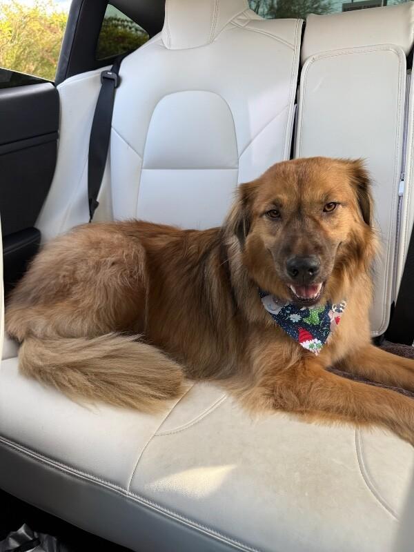 Enlarge Sister, a Adoptable mixed breed in Van Nuys, CA image 4/6