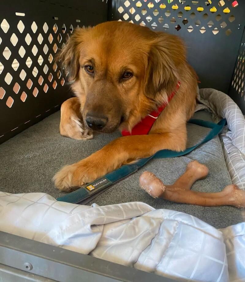 Sister, a Adoptable mixed breed in Van Nuys, CA image 4/6