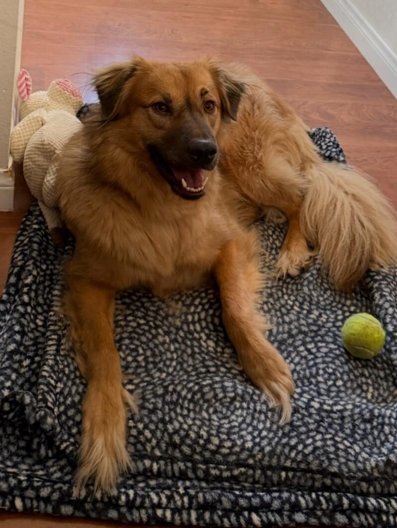 Sister, a Adoptable mixed breed in Van Nuys, CA image 5/6