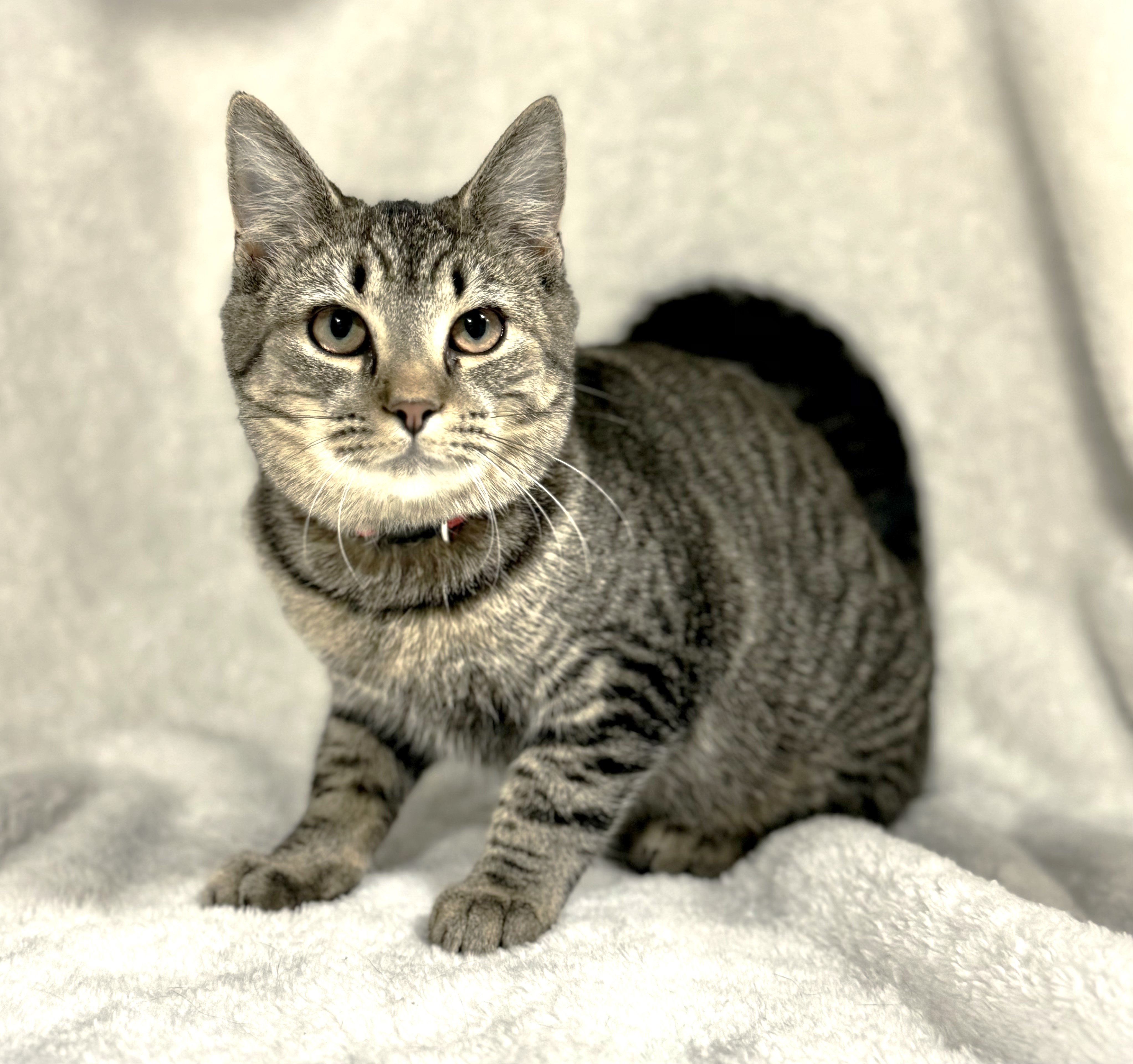APPLE, Young Female Domestic Short Hair