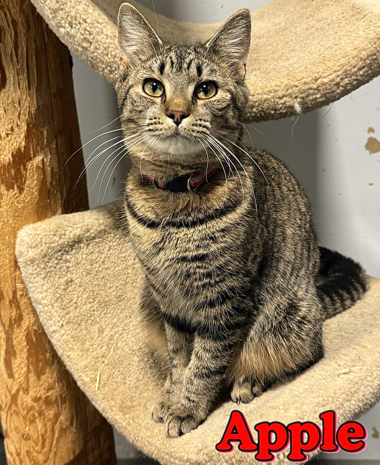 APPLE, a Adoptable mixed breed in Beechbottom, WV image 2/5