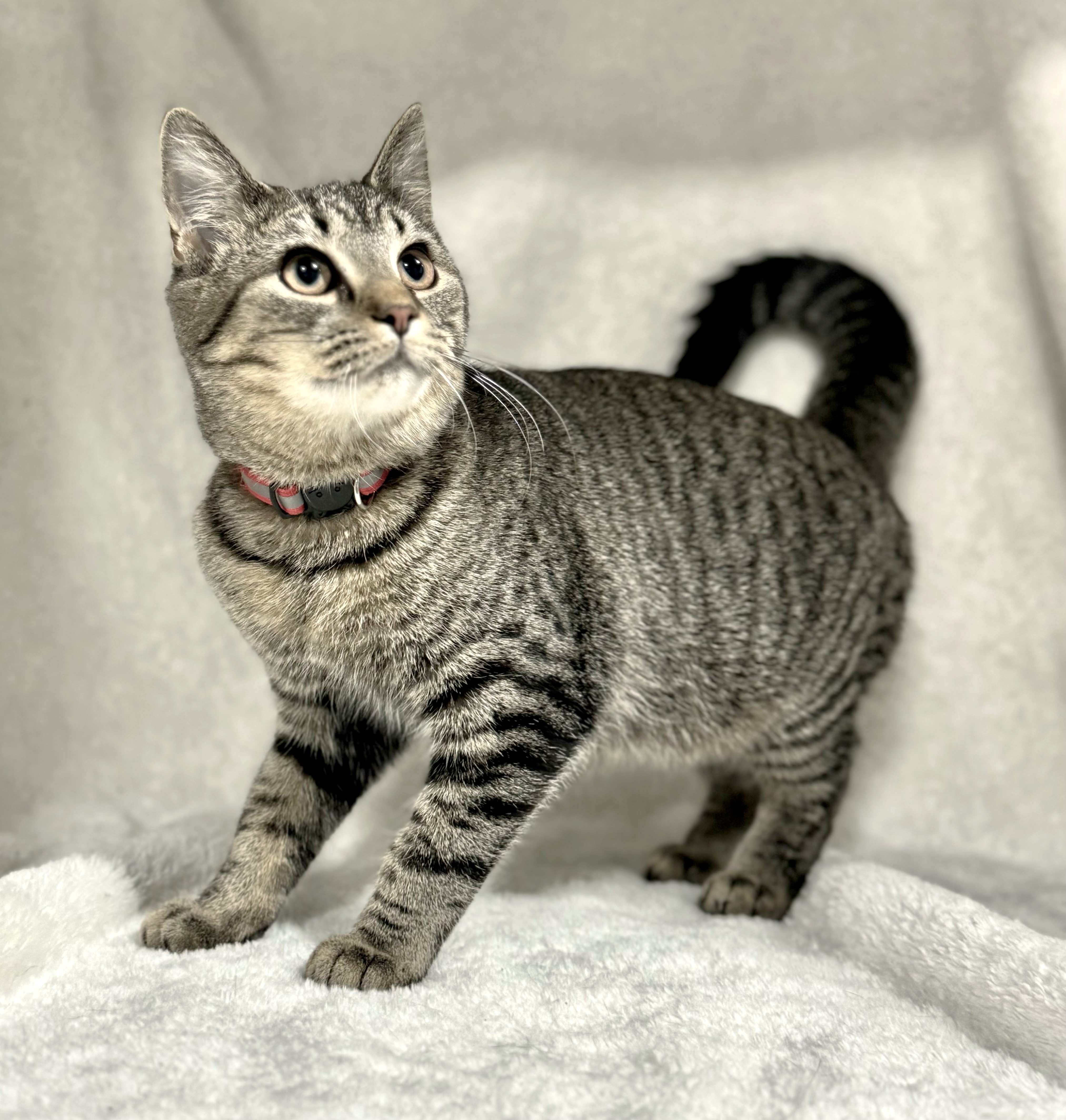 APPLE, a Adoptable mixed breed in Beechbottom, WV image 3/5