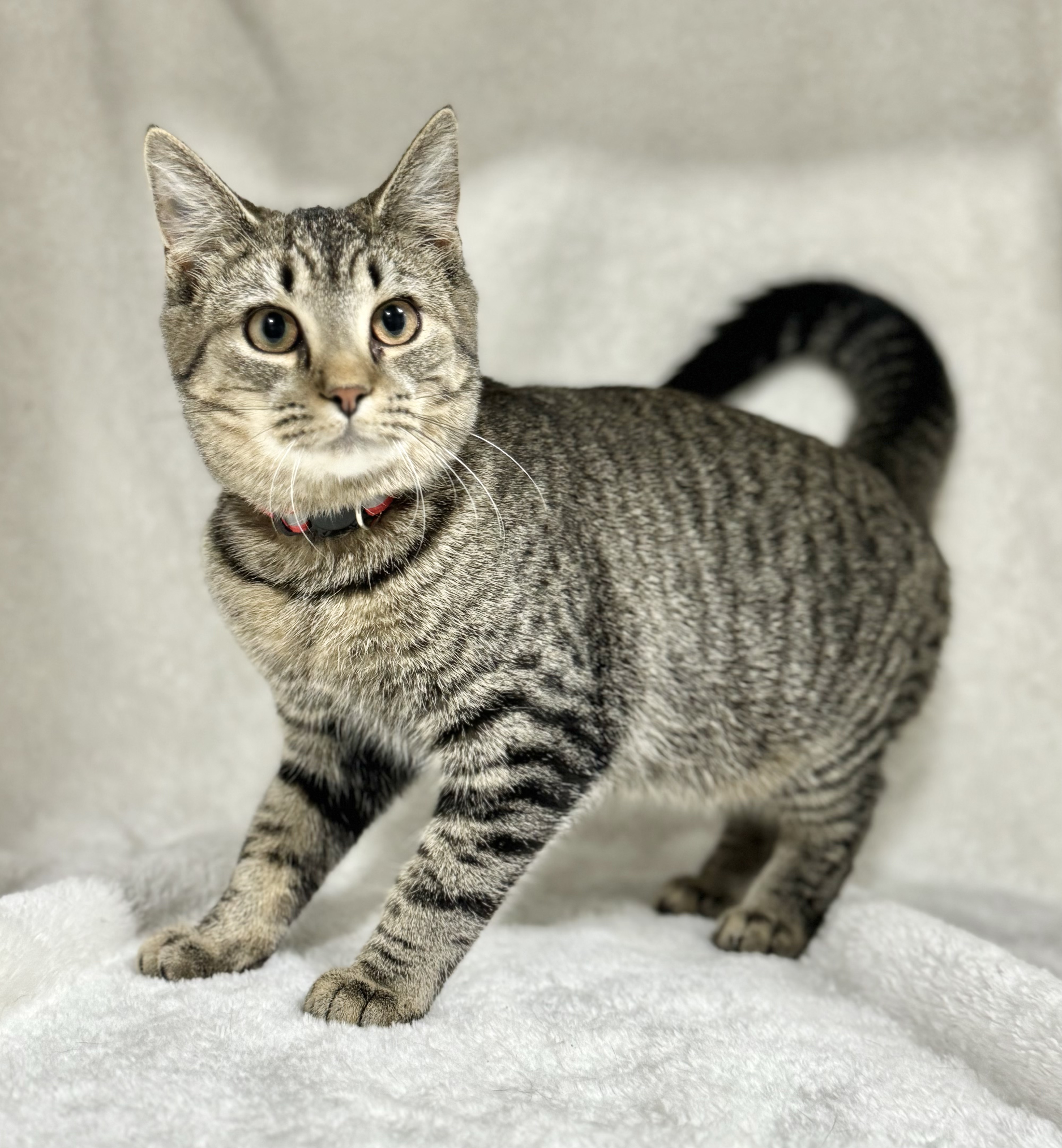 APPLE, a Adoptable mixed breed in Beechbottom, WV image 4/5