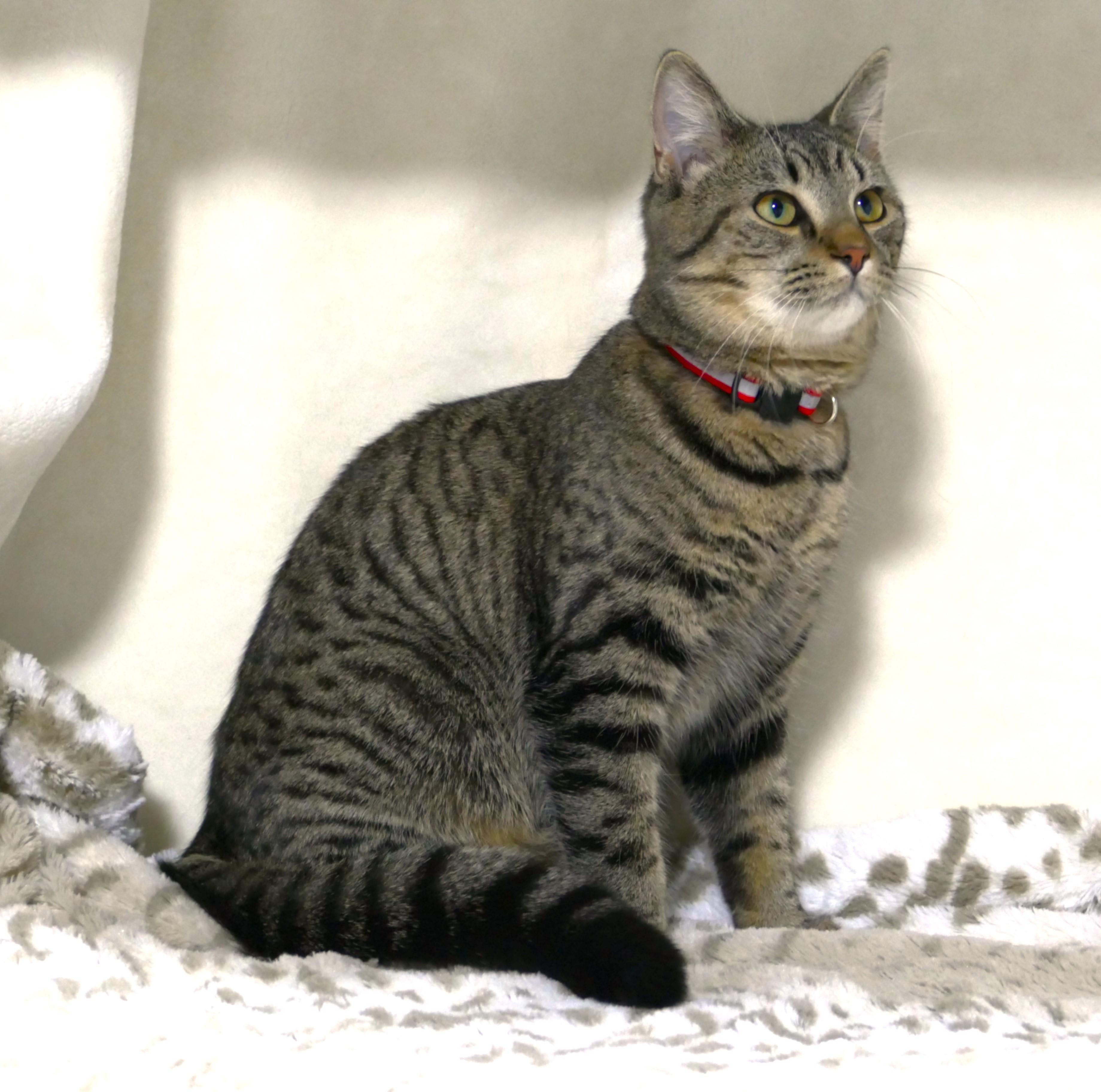 APPLE, a Adoptable mixed breed in Beechbottom, WV image 5/5