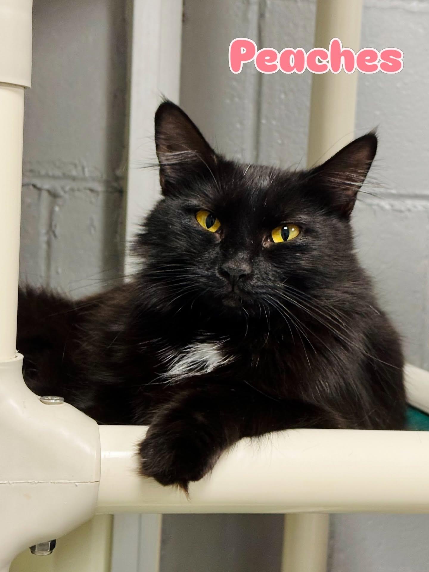 Enlarge Peaches, an adopted Domestic Long Hair in Rock Hill, NY image 1/1