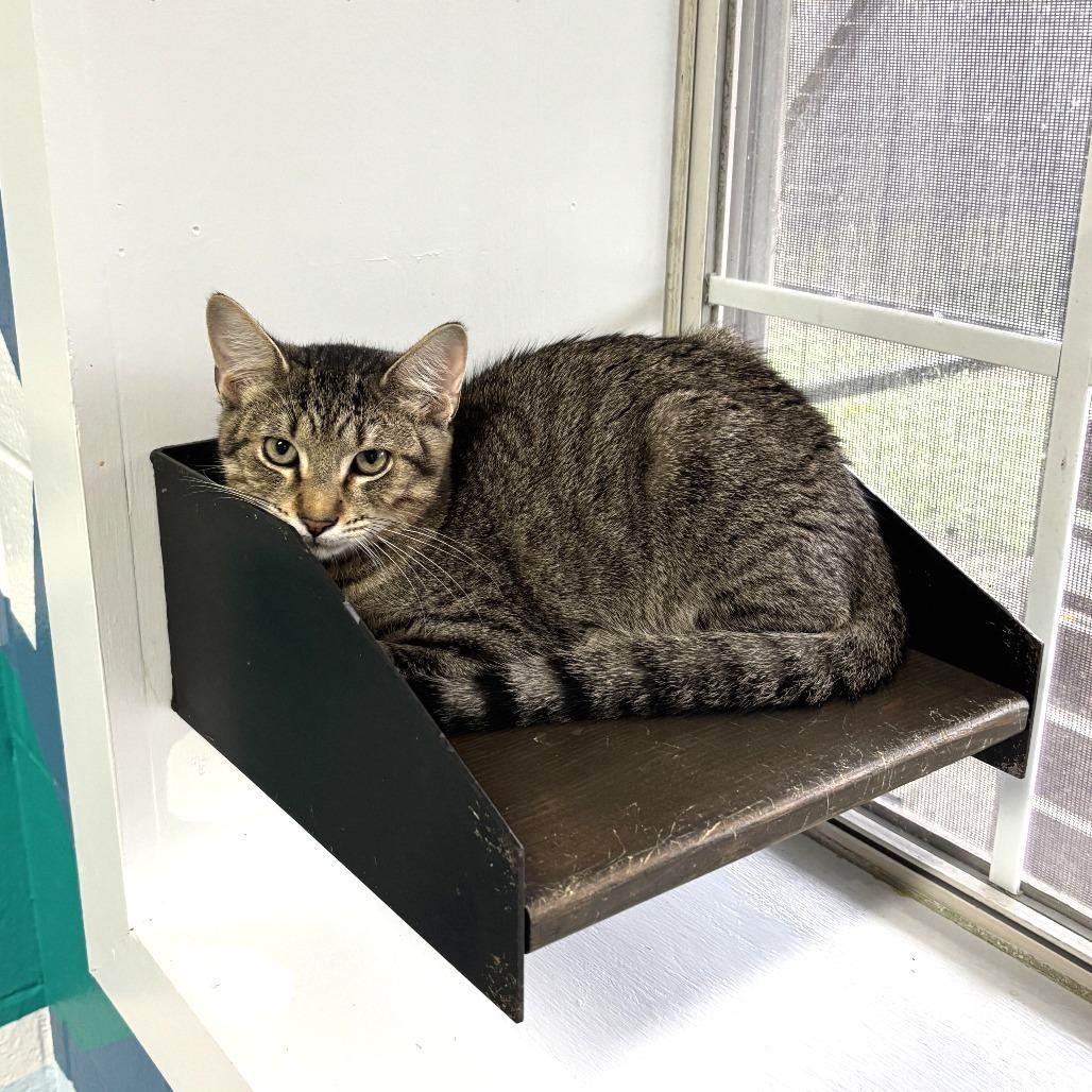 Man In The Mirror, Adoptable, Young Male Domestic Short Hair.