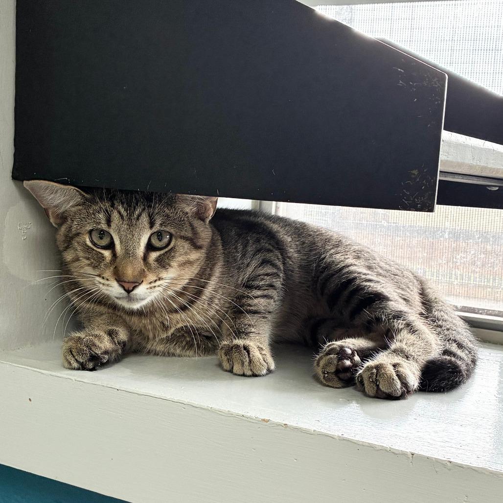 Enlarge Man In The Mirror, a Adoptable Domestic Short Hair in Carencro, LA image 2/2