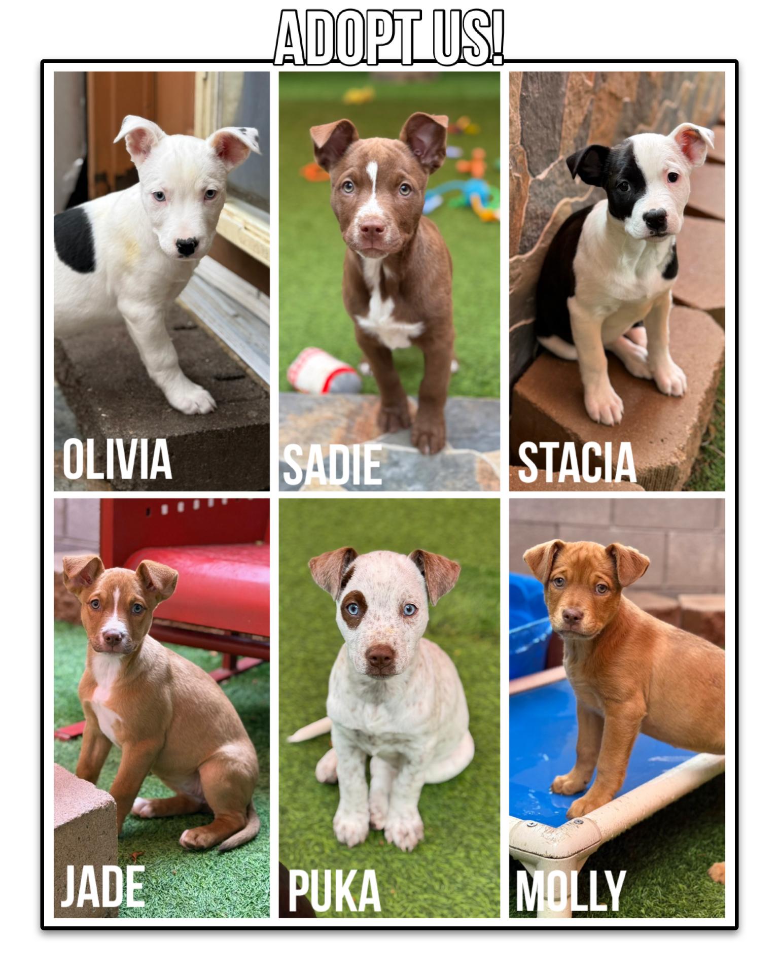 Enlarge Pit Bull Puppies, a ADOPTABLE mixed breed in Glendale, AZ image 1/4