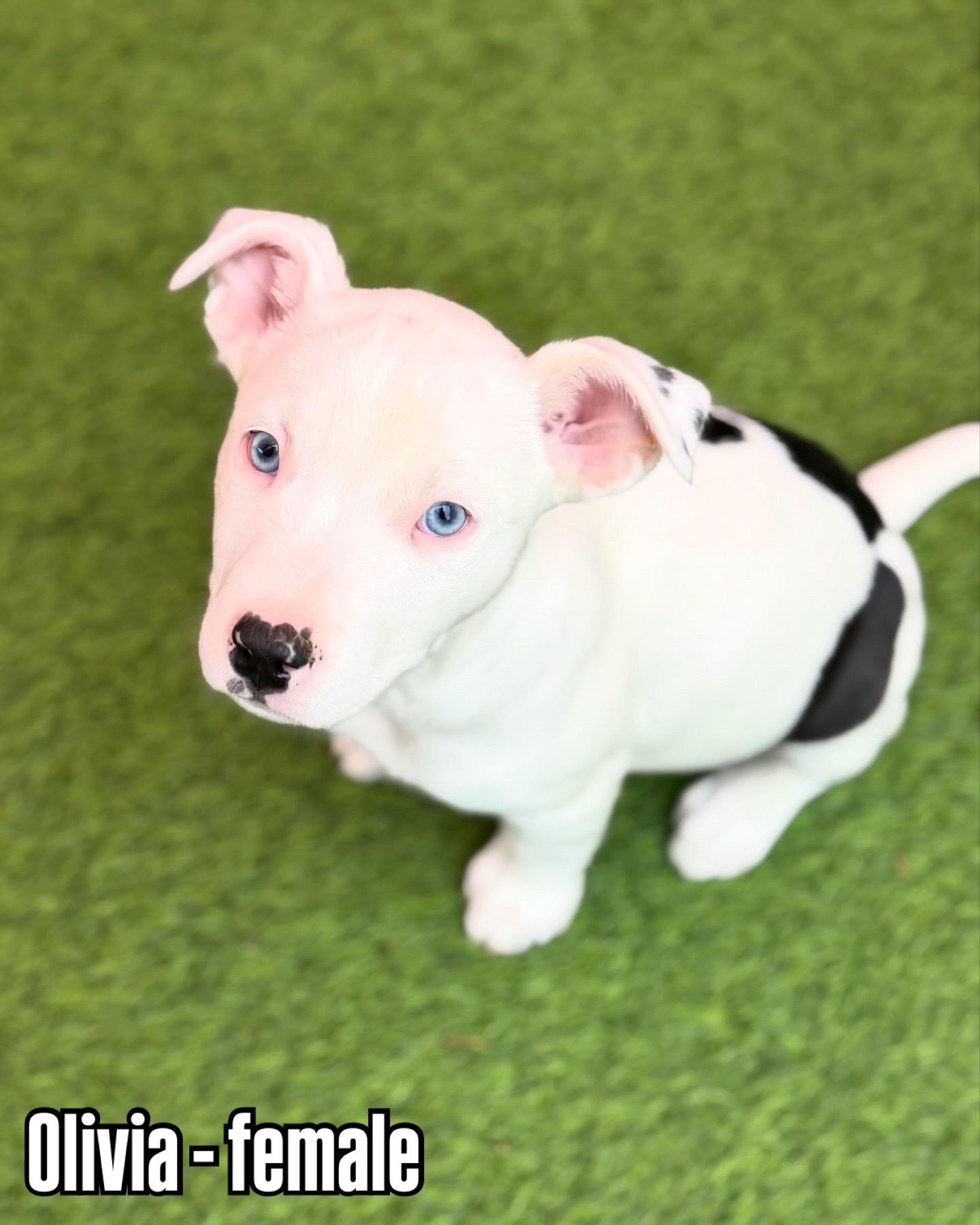 Enlarge Pit Bull Puppies, a ADOPTABLE mixed breed in Glendale, AZ image 4/4