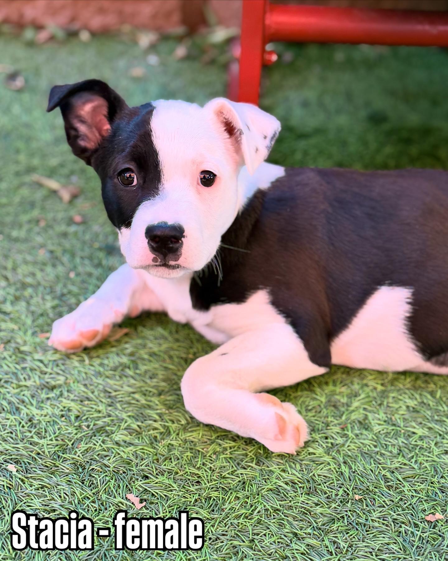 Enlarge Pit Bull Puppies, a ADOPTABLE mixed breed in Glendale, AZ image 2/4