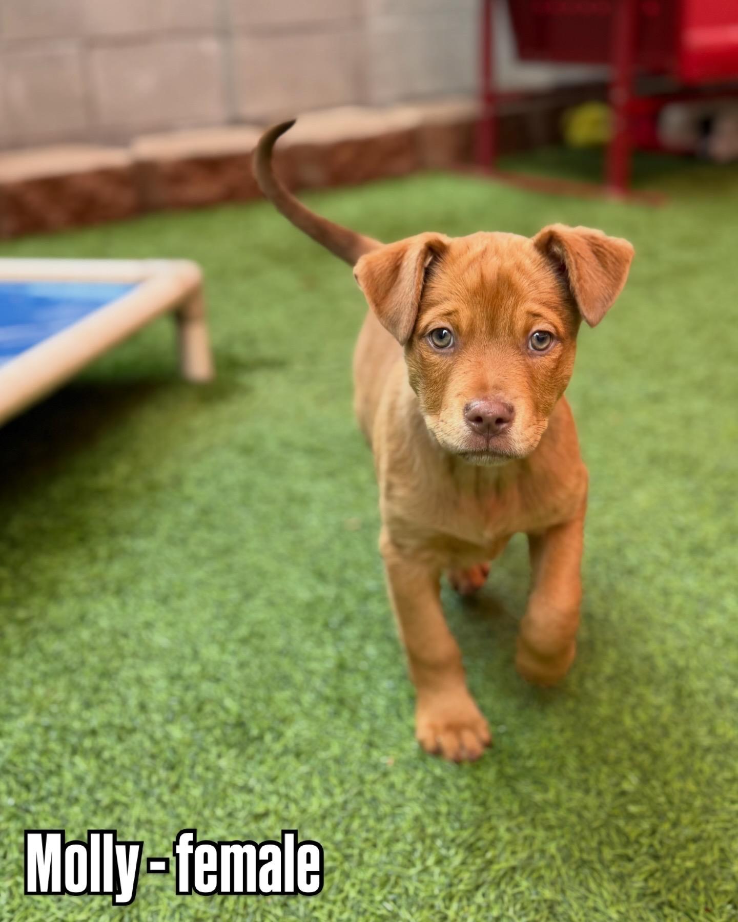 Enlarge Pit Bull Puppies, a ADOPTABLE mixed breed in Glendale, AZ image 3/4