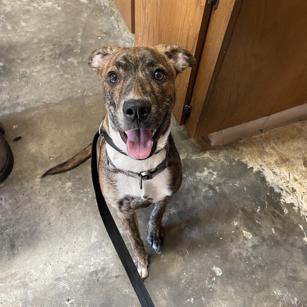 Missy, Adoptable, Young Female Pit Bull Terrier.