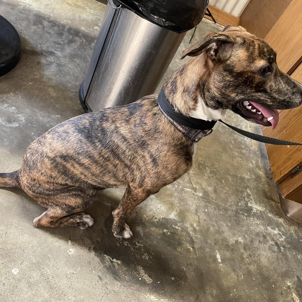 Enlarge Missy, a Adoptable Pit Bull Terrier in Stilwell, OK image 2/2