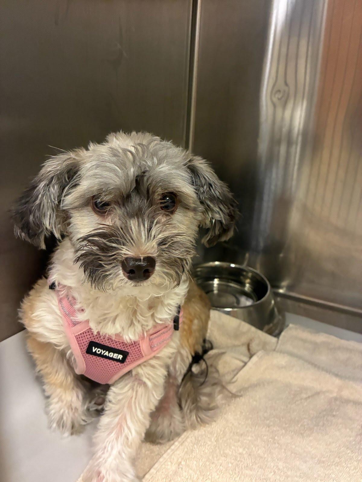 Enlarge Zena, a Adoptable Havanese in Orlando, FL image 3/3