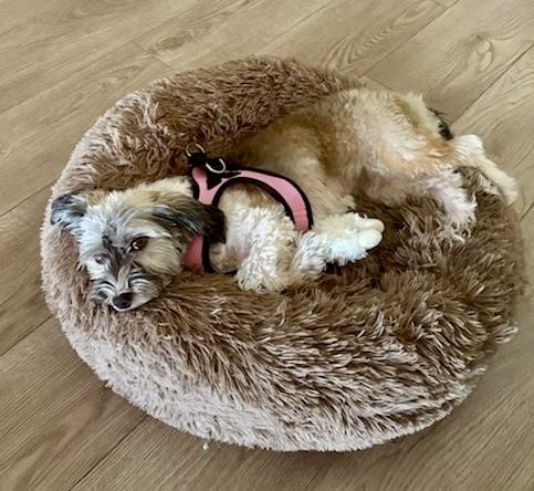 Enlarge Zena, a Adoptable Havanese in Orlando, FL image 2/3