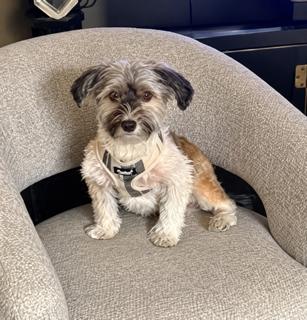 Enlarge Zena, a Adoptable Havanese in Orlando, FL image 1/3